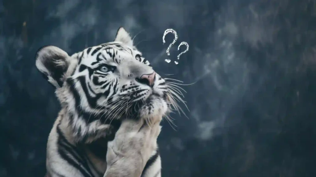 Introspective white tiger thinking